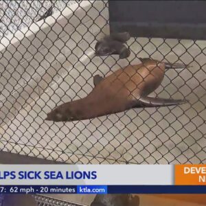 School district steps up to help sickened sea lions in San Pedro