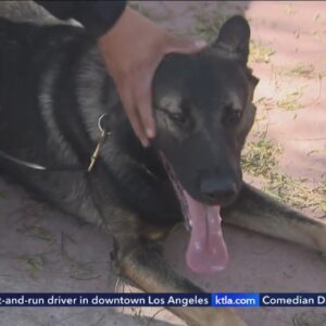 Meet Bosco: LAPD drug dog that sniffed out drugs, gun, cash from vending machine