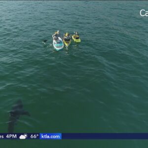 Sharks more common off our coast