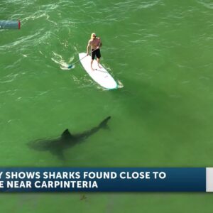 Sharks off Southern California Coast