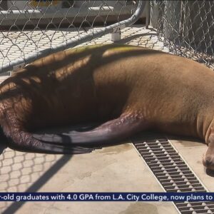 SoCal marine care centers overwhelmed with sick sea lions, dolphins