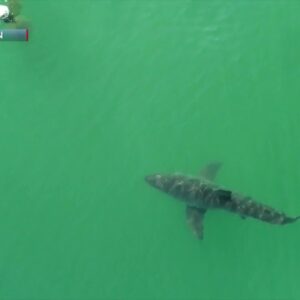 Special shark event is set in Santa Barbara