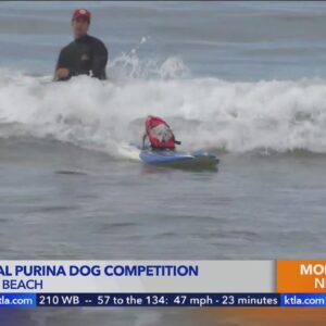 Surf's up pups!