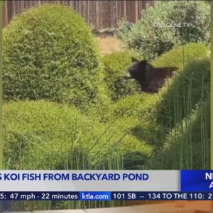 Video captures bear stealing koi fish from Yucaipa backyard pond