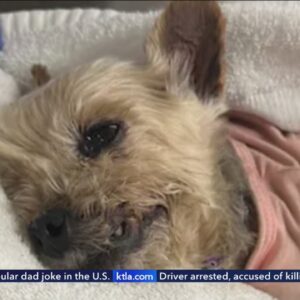 Video captures man kicking, severely injuring tiny dog in Venice