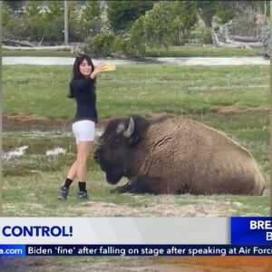 Woman caught on camera taking selfie with bison in Yellowstone