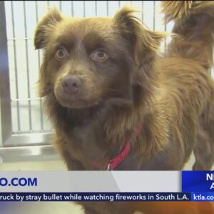 Tons of stray dogs brought to SoCal animal shelters following July 4th celebrations