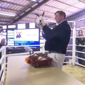 Agriculture students look to cash in as Santa Barbara County Fair begins two-day livestock ...
