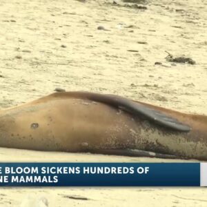Severe algal bloom that started in Santa Barbara threatens marine wildlife and poses risks to ...