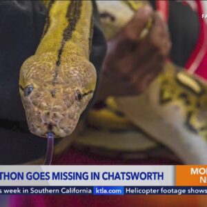 15-foot python goes missing in Chatsworth