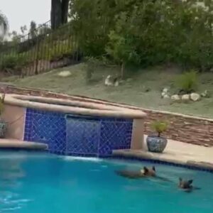 Bears keep taking dips in Los Angeles area pools