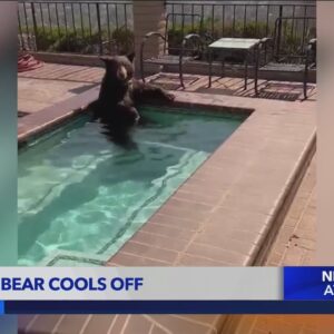 Black bear spotted taking a dip in Burbank hot tub