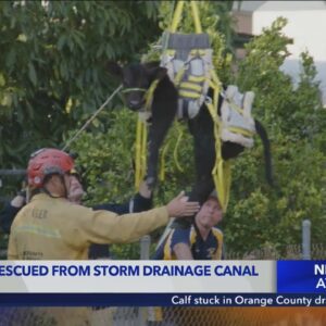 Calf stuck in Orange County drain canal rescued