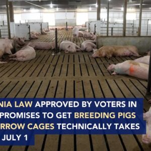 California bacon law takes effect Saturday
