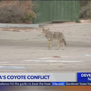 Coyote population control debate underway in Pasadena