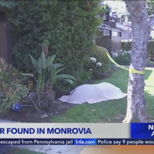 Dead bear found in Monrovia