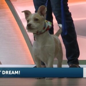 Dream and Dori from SB Humane drop by the Morning News