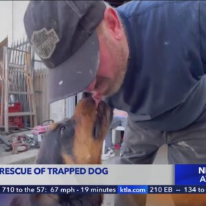 Fire crews rescue trapped dog in Tujunga