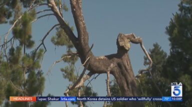 Burbank residents frustrated after city announces plans to cut 140 trees in neighborhood