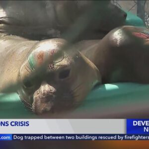 Wildlife experts address algae bloom affecting sea lions off SoCal coast
