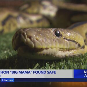 Missing python 'Big Momma' found safe