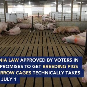 New bacon law takes effect in California