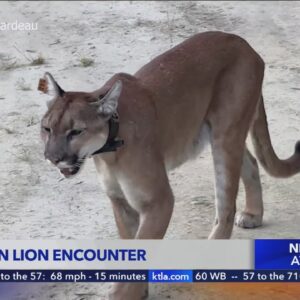 Orange County man records extremely close encounter with cougar