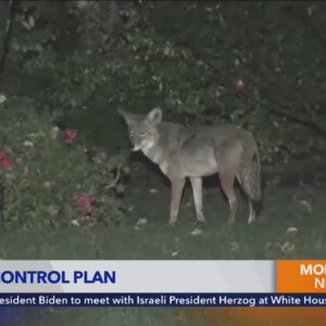 Pasadena grapples with how to handle coyote conflicts