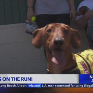 Pups prepare for the Wiener Nationals dog race in O.C.