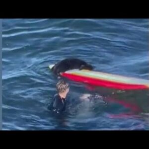 Sea Otter chases surfer, bites board in Santa Cruz