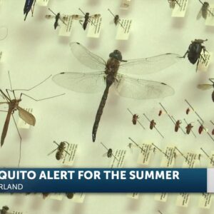 Uptick in mosquitoes - and discovery of new species - has local experts on the lookout