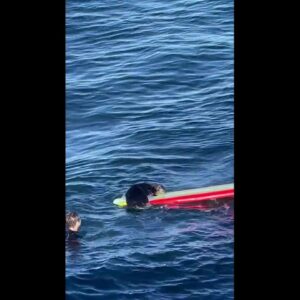 Ticked off otter shreds surfer's board in California