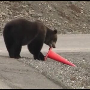 WATCH: Bear put safety cone back into place along California roadway