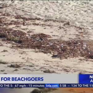 Beach goers asked to stay out of water