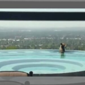 Bear enjoys infinity pool