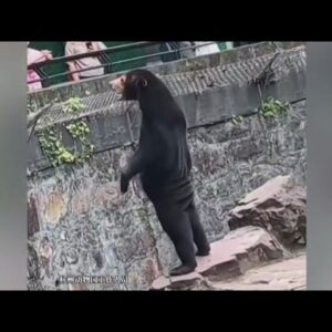 Chinese zoo denies their bear is a guy in a bear suit