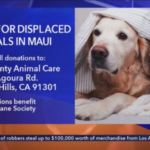 Donations and supplies needed for cats and dogs in fire-ravaged Maui