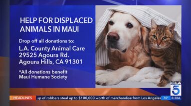 Donations and supplies needed for cats and dogs in fire-ravaged Maui