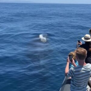 'Extremely friendly' humpback entertains whale watching tour