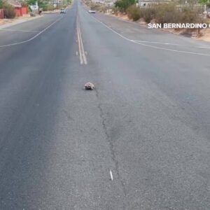 Jaywalking tortoise relocated by Southern California firefighters