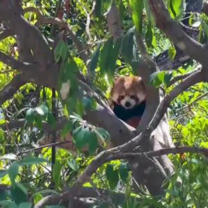 Raj, the red Panda, captivates visitors at Santa Barbara Zoo