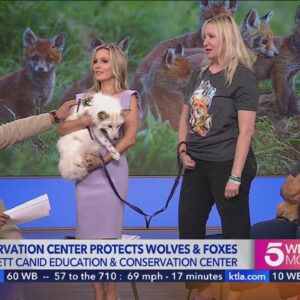 San Diego conservation group rescues foxes, wolves