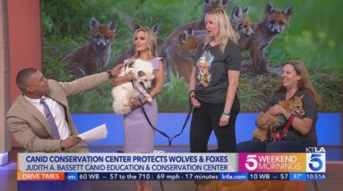 San Diego conservation group rescues foxes, wolves