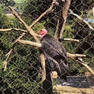 Santa Barbara Wildlife Care Network: Saving the California Condor