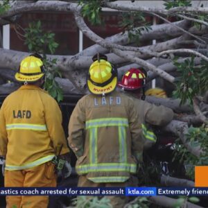 Tree branch crushes car with mother, children inside in El Sereno