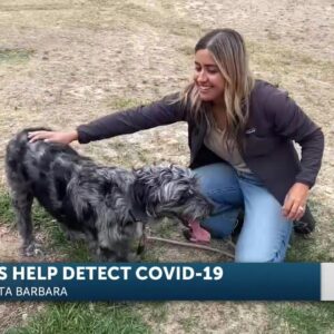 UCSB unleashes research on COVID-sniffing dogs