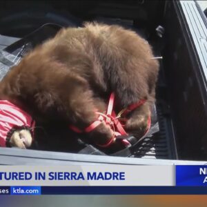 Bear captured in Sierra Madre