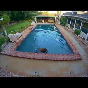 Bear goes for a dip in Sierra Madre pool