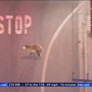 Bear remains on the run near San Bernardino