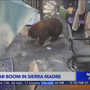 Bear sightings forcing a change of plans in Sierra Madre